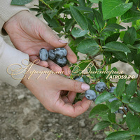 Голубика ГЕРБЕРТ ("Herbert", США) (КРУПНОМЕР! ОГРОМНЫЙ КУСТ, В ПЛОДОНОШЕНИЕ ВСТУПАЕТ НА СЛЕДУЮЩИЙ ГОД ПОСЛЕ ПОСАДКИ Голубика ГЕРБЕРТ ("Herbert", США) (КРУПНОМЕР! ОГРОМНЫЙ КУСТ, В ПЛОДОНОШЕНИЕ ВСТУПАЕТ НА СЛЕДУЮЩИЙ ГОД ПОСЛЕ ПОСАДКИ